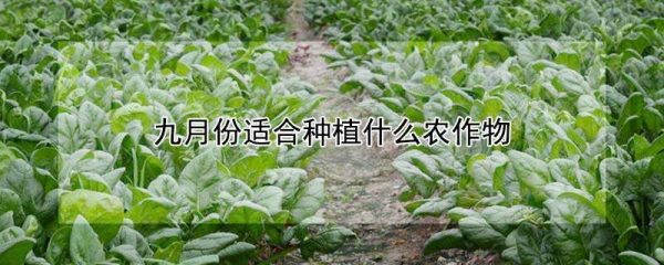 九月份适合种植什么农作物