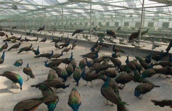 养50只孔雀投资多少钱