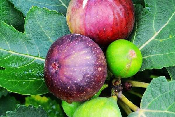 无花果为什么叫无花果