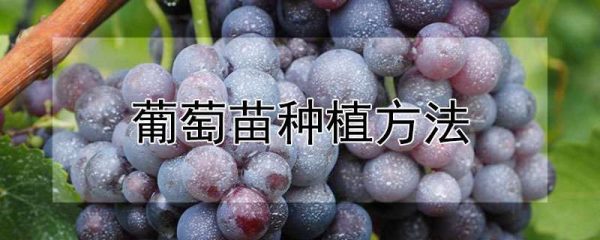 葡萄苗种植方法