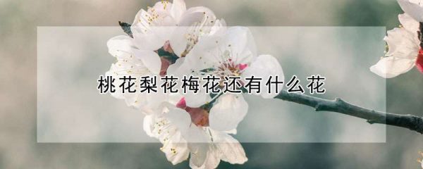 桃花梨花梅花还有什么花