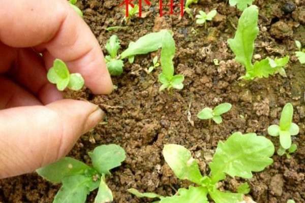 间苗是什么意思