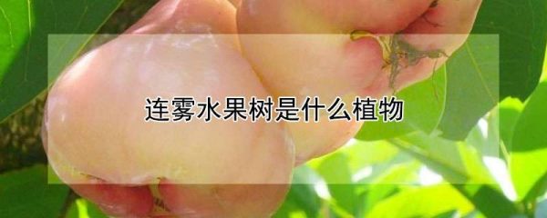 连雾水果树是什么植物