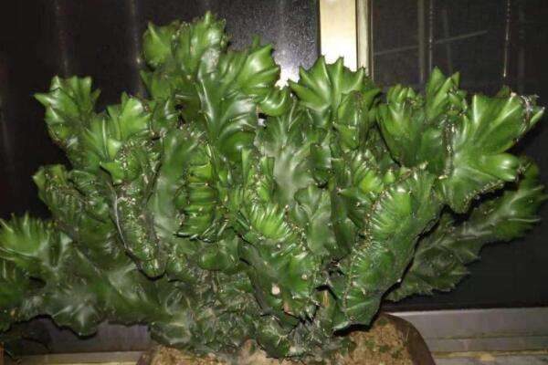 玉麒麟怎么换盆