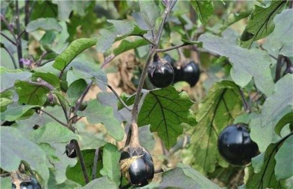 茄子裂果是怎么回事