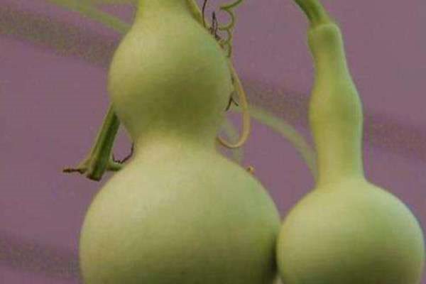 小葫芦种子的种植方法和时间