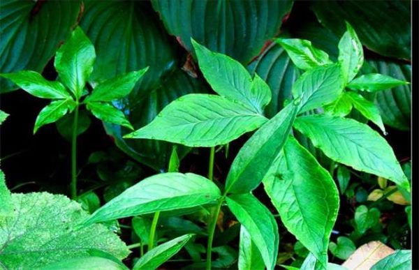 盐碱地适合种植什么药材