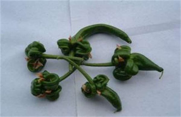 辣椒畸形该怎么办？