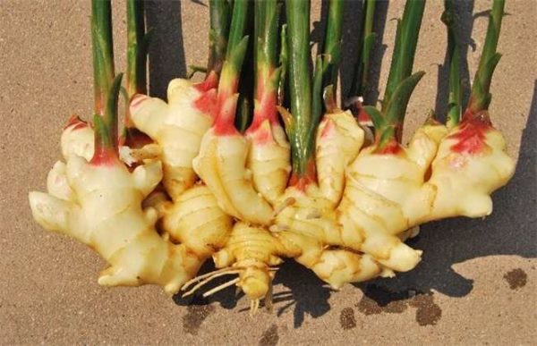 10亩生姜种植利润