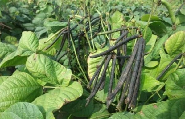 种一亩绿豆成本多少？