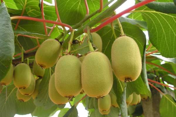 猕猴桃产地在哪里