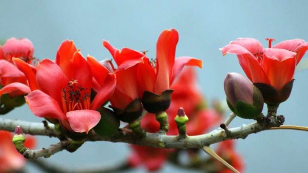 广州市花是什么