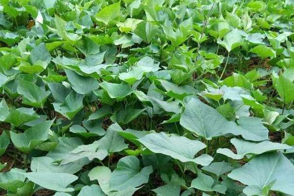 红薯种植时间和方法