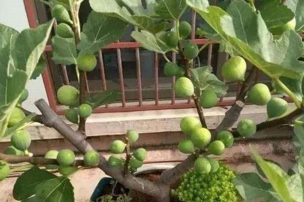 无花果发芽时间