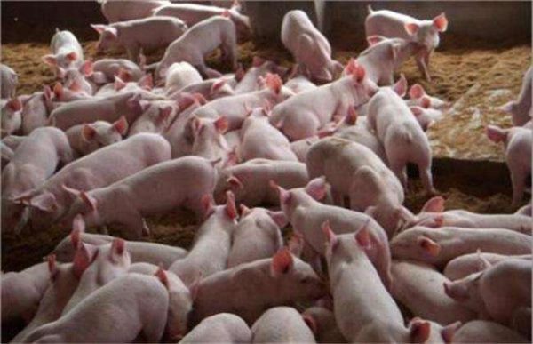如何降低养猪成本