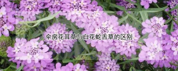 伞房花耳草与白花蛇舌草的区别