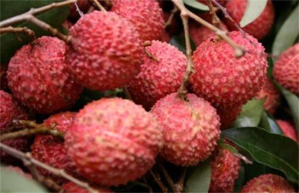 荔枝如何贮藏保鲜