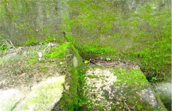 大棚长绿苔怎么办？