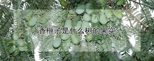 香榧子是什么树的果实