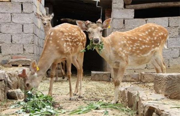 养20头鹿一年赚多少钱