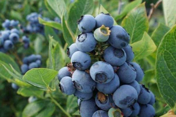 北方盆栽蓝莓品种