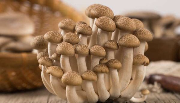 蘑菇的种类有哪些？