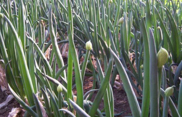 如何预防大葱烂根