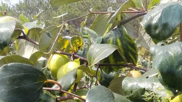 大青枣适合哪里种植