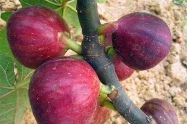 无花果有没有花