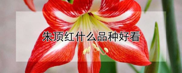 朱顶红什么品种好看