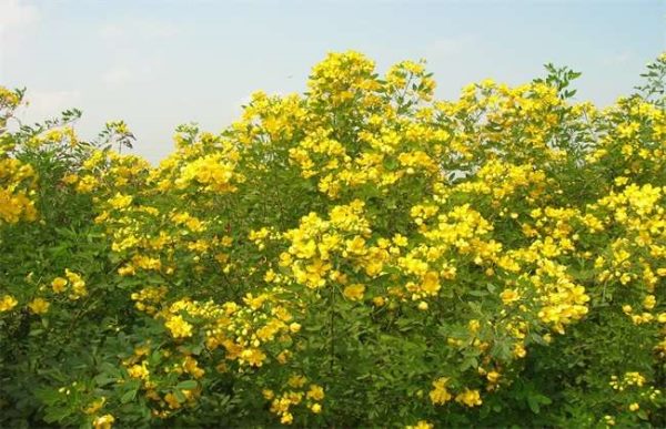 如何提高决明子的产量