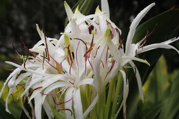 香殊兰与文殊兰的区别