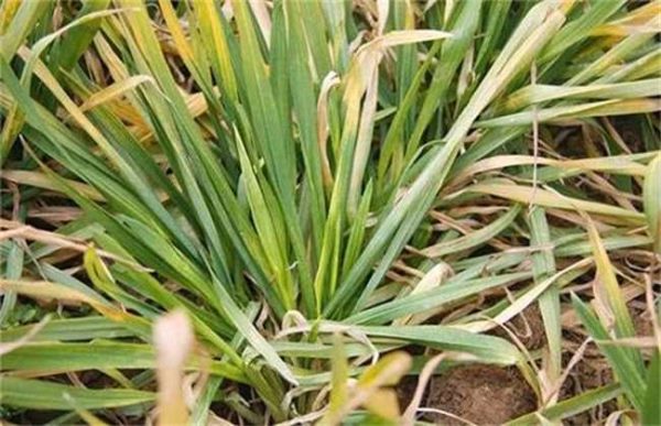 小麦发黄干尖怎么办？