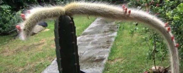 猴尾柱怎么扦插