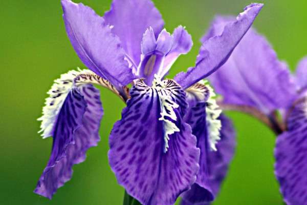 鸾尾花和鸢尾花一样吗