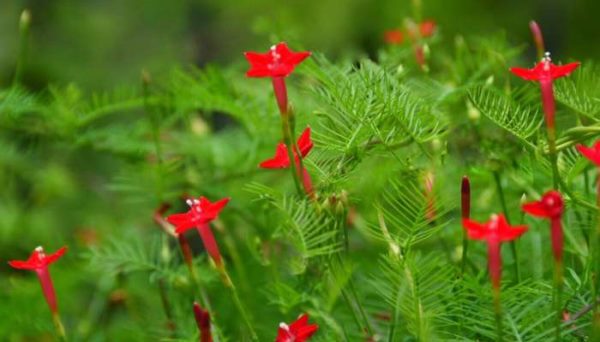 爬滕类植物有那些