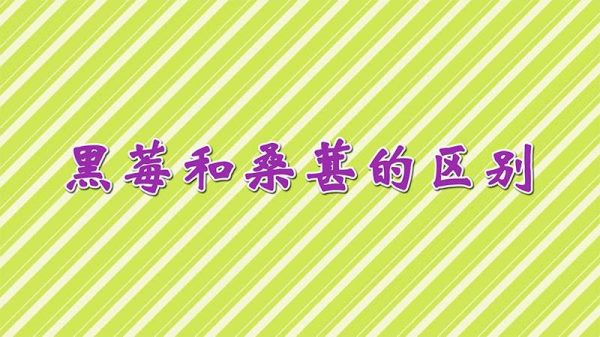 黑莓和桑葚的区别