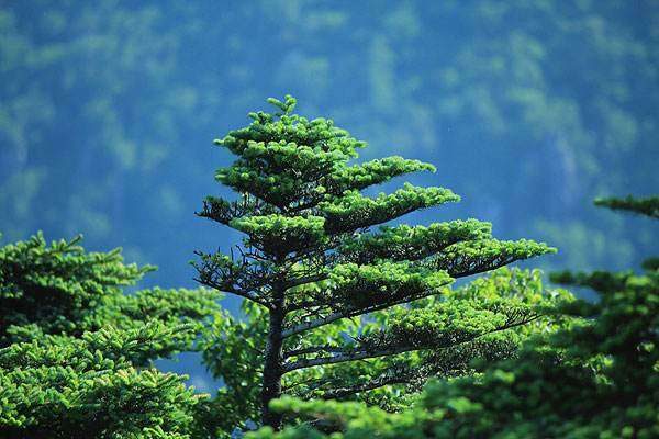 圣诞树是什么树