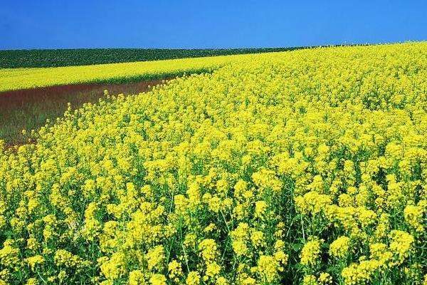 海拔1800适合种植什么？