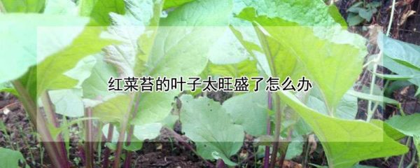 红菜苔的叶子太旺盛了怎么办