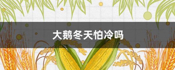 大鹅冬天怕冷吗？
