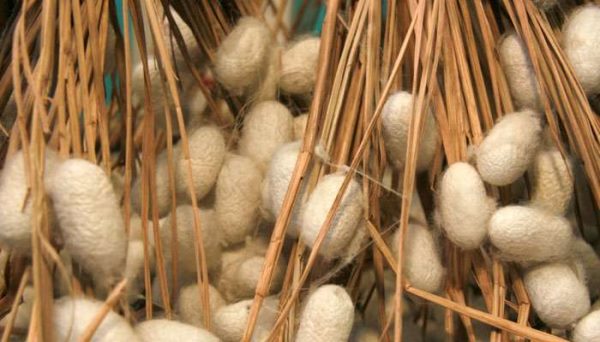 蚕有多少种品种