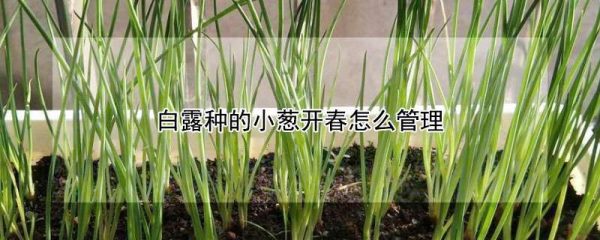 白露种的小葱开春怎么管理