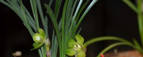 绿云和绿云梅区别