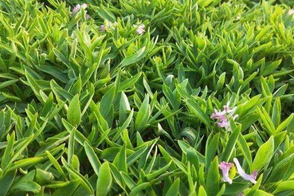 什么药材适合南方种植