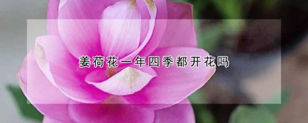 姜荷花一年四季都开花吗