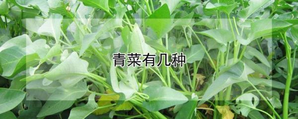 青菜有几种