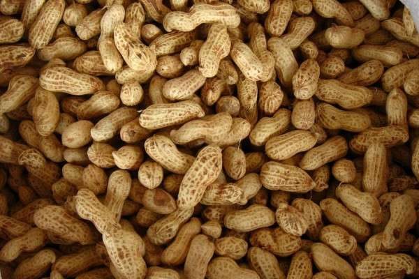 花生开花后多久成熟