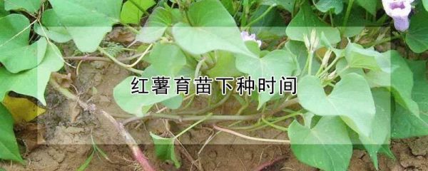 红薯育苗下种时间
