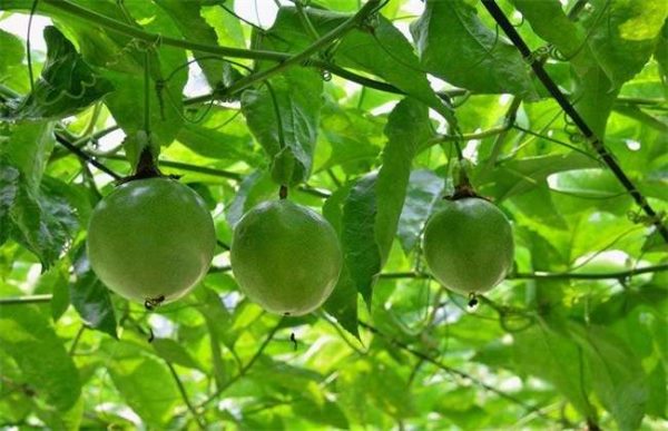 一亩百香果能赚多少钱